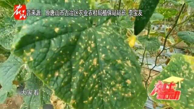 【农博士】黄瓜黑星病防治