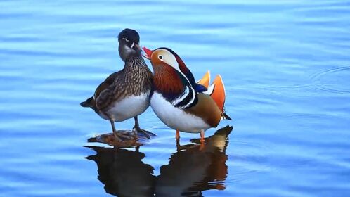 北京玉淵潭公園百隻鴛鴦秀恩愛成雙成對羨煞旁人