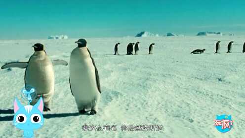 第01集认识企鹅，了解企鹅长相_少儿_动画片大全_腾讯视频