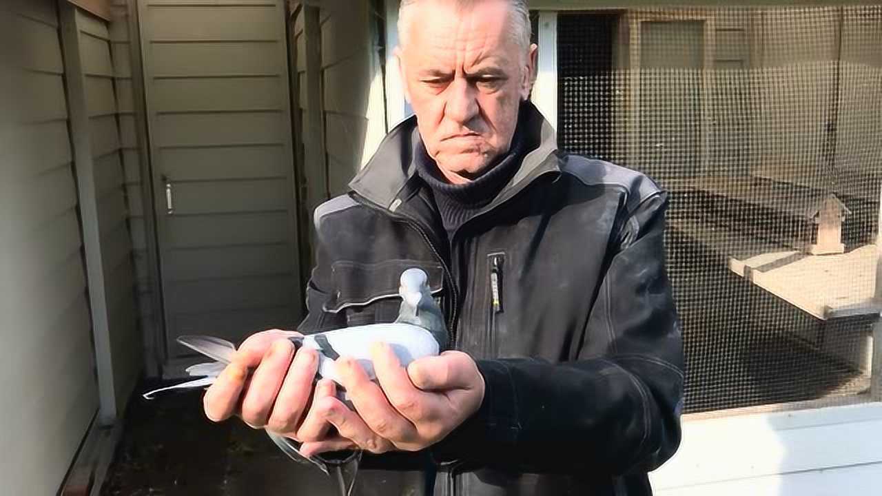 第2550期 路克.西翁夫妇-种鸽赛鸽清舍 10