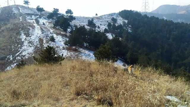 领着小土狗上山看风景