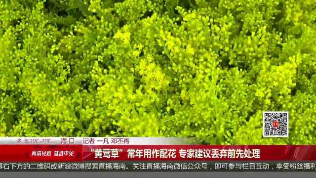 “加拿大一枝黄花”引关注 实为入侵物种危害巨大