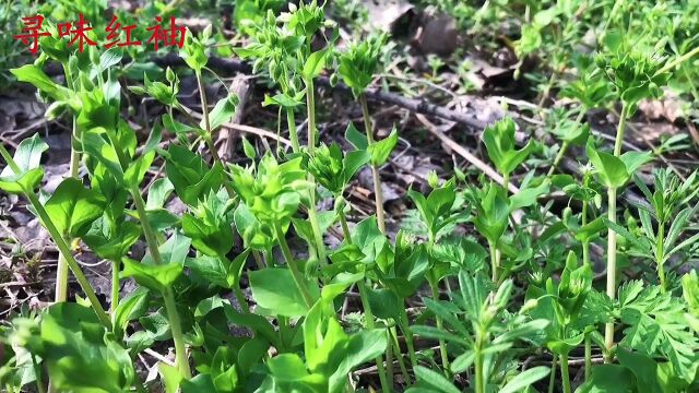 鹅肠草,农村常见的植物,知其是宝,看看都有啥价值?