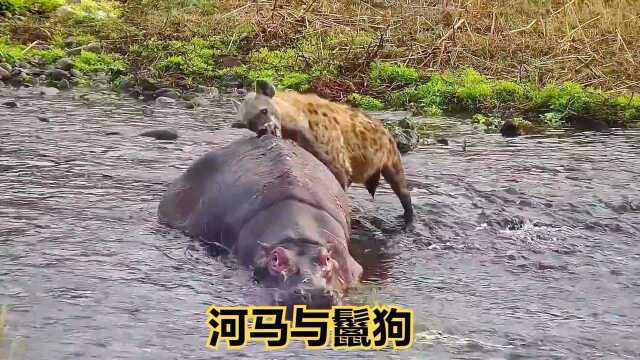 纪录片:鬣狗凶残捕猎现场!河马毫无反抗之力,逃到水里也不能幸免