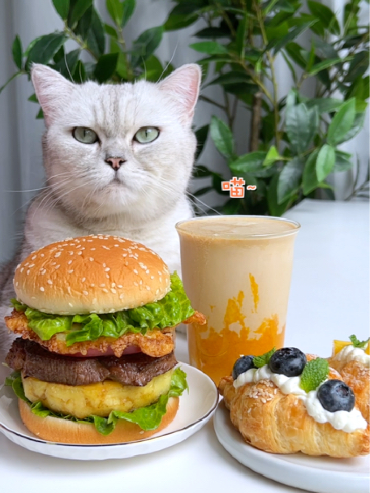 猫王:这才是真正的汉堡王,让你一天都是元气满满_腾讯视频