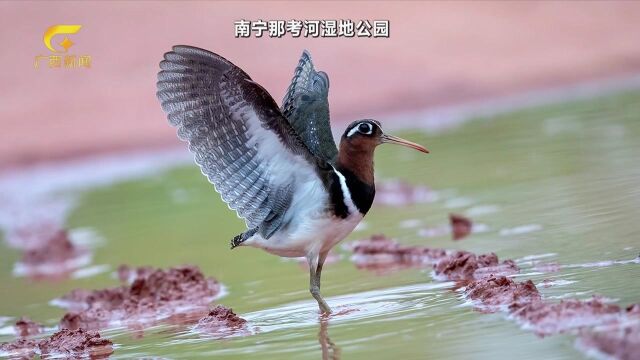 生态宜居城市美 万类霜天竞自由