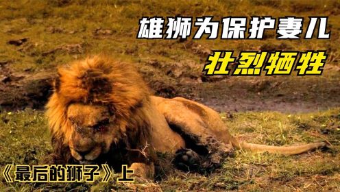 纪录片：雄狮为保妻儿牺牲，母狮能否保住最后血脉？
