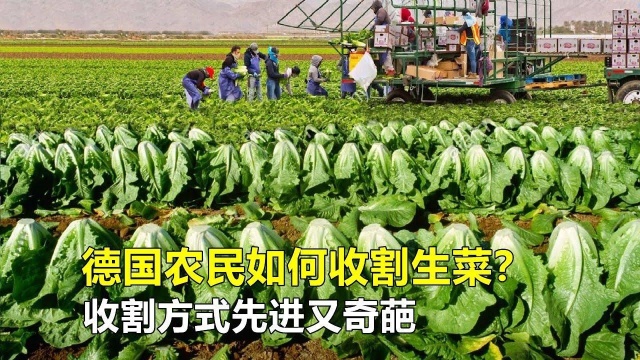 #萌新UP #文案 美国农民如何收割生菜?收割方式先进又奇葩,不愧是农业发达国家!