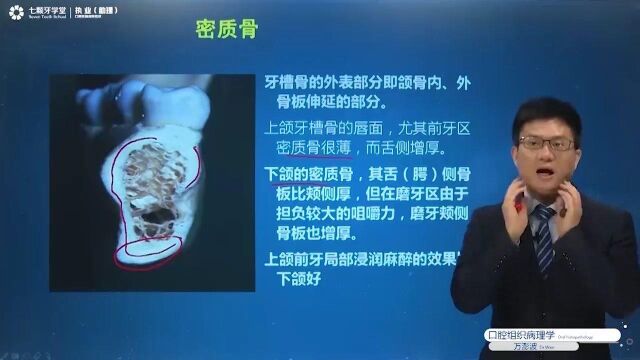 口腔执业/口腔助理:固有牙槽骨的功能考点精讲#七颗牙学堂