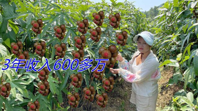 村里30多岁单身汉,承包40亩荒山种植稀有植物,3年收入600多万