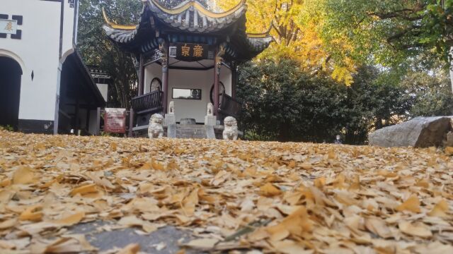 合肥:包公祠银杏树叶风景如画,一叶知秋,成为网红打卡地