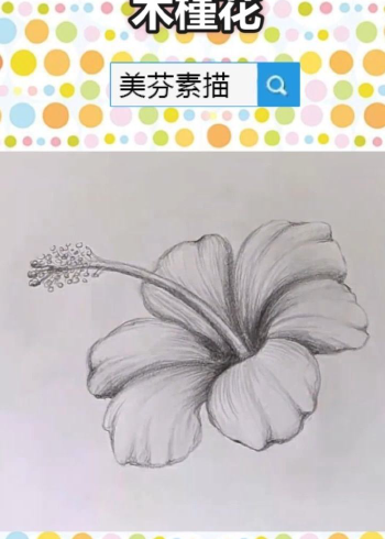 素描木槿花的画法步骤!素描植物花朵学习教程!