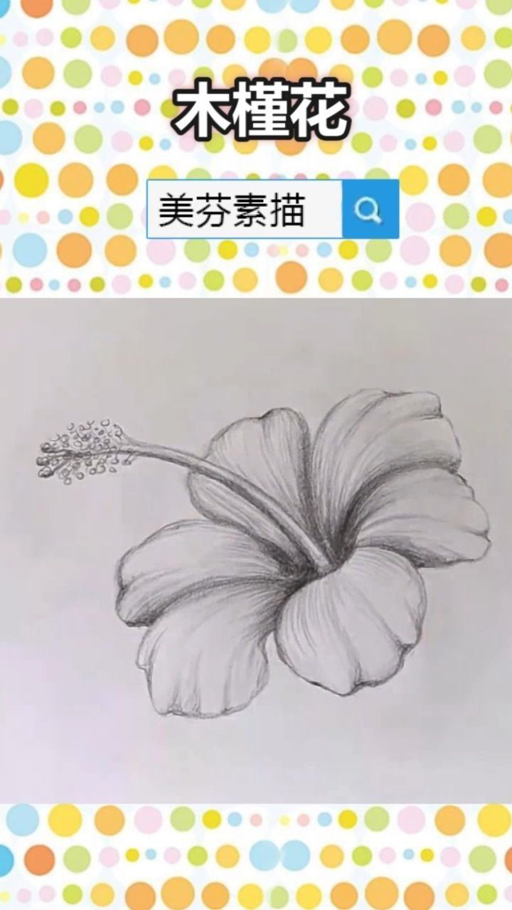 素描木槿花的画法步骤!素描植物花朵学习教程!
