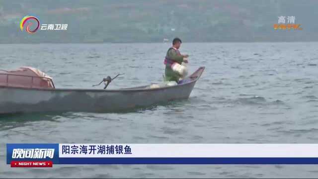 阳宗海开湖捕银鱼