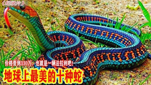 纪录片：世界上最美的10条蛇，价格堪比法拉利，直达330万！