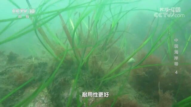 荣成的海草结实耐用,与其表面附着了大量硅藻有关?