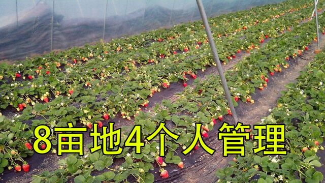 利润高的种植来了,8亩地4人年收入42万元,30元1斤,不愁销路