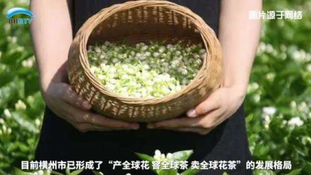 中国(横州市)—俄罗斯茉莉花茶云推介会举行