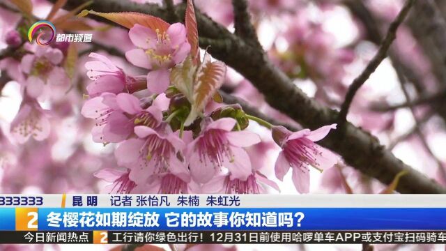 冬樱花如期绽放 它的故事你知道吗?