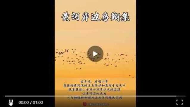 宁夏石嘴山:黄河岸边候鸟翔集