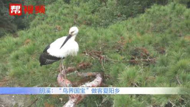 姿态优美模样可爱!珍稀鸟类东方白鹳做客三明,吸引众多群众观赏