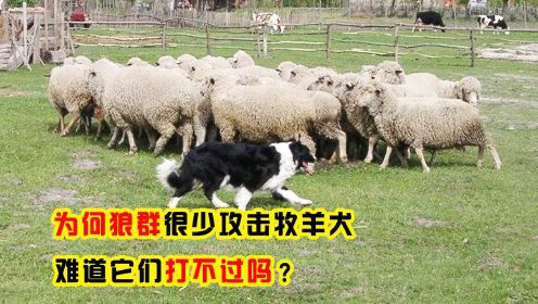 为什么狼不敢攻击，有牧羊犬保护的羊群？难道群狼难敌一条狗？