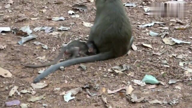 小猴子吃水果一口一个,不抓紧全让猴妈妈吃光了,可怜的猴宝!