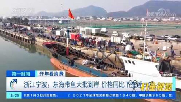 浙江宁波:东海带鱼大批到岸,价格同比下降近五成