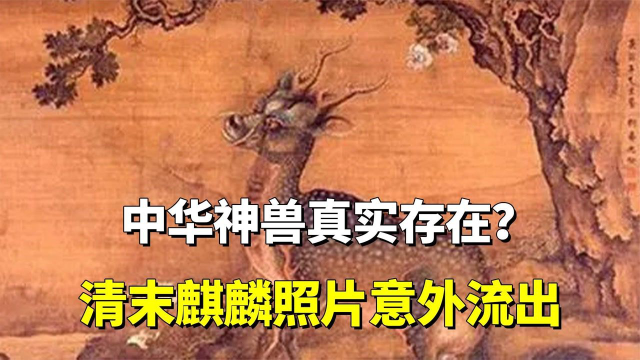 清末麒麟照片意外流出状态威严栩栩如生东方神兽真实存在