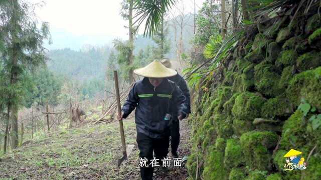 兄弟3人进山挖山货,4小时挖2斤隔山撬!