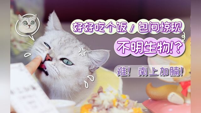 不挑食刀刀猫再次上线!牛腩配南瓜!本想好好吃个饭,却被打扰了