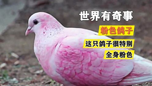 这是一只粉红色的鸽子，它是天生粉色，还是人工染色呢？
