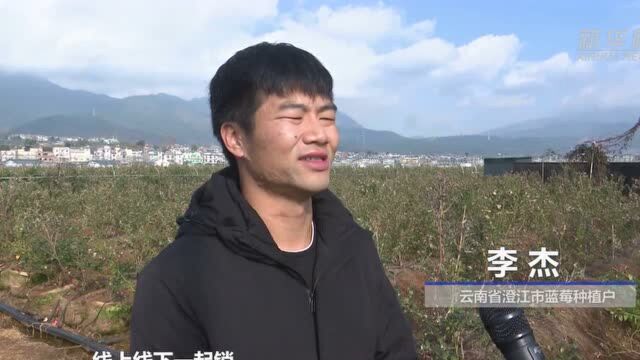 抚仙湖畔小“蓝果” 拉动乡村振兴大产业