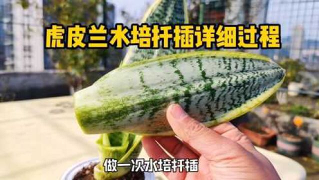 虎皮兰水培扦插快速生根详细过程