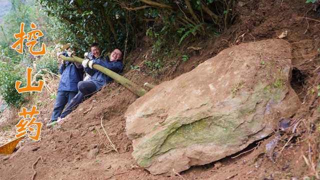 石板下面挖根“眼镜蛇”山药,大石板撬开后,惊喜不断遗憾不绝