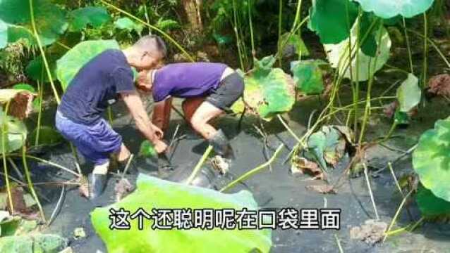 现抓的土鲫鱼土鲤鱼做一个家常鱼一家人都喜