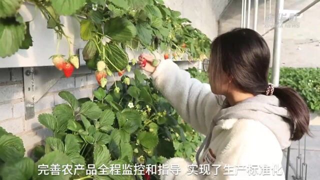 河北高阳:设施农业助农增收