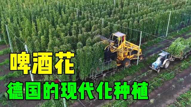 啤酒花的现代化种植,这种啤酒喝过吗