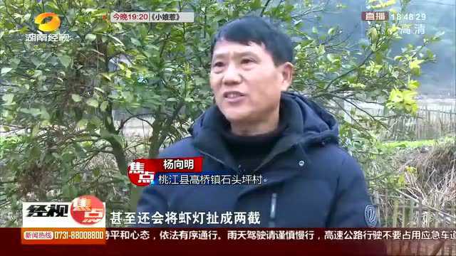 湖南卫视 经视 公共频道 |多平台报道高桥镇石头坪村闹元宵