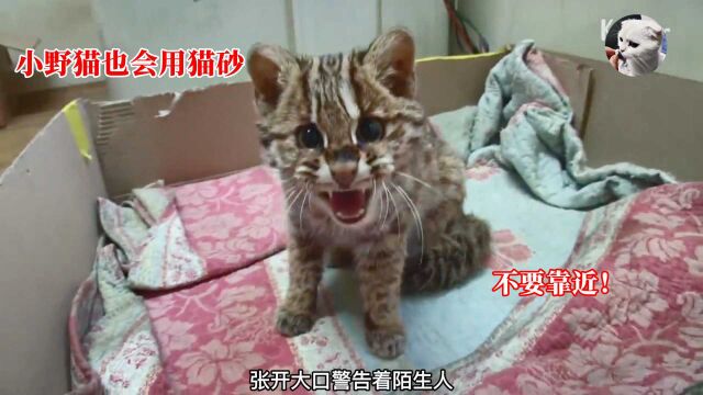 小野猫误闯工厂,被当家猫养还学会用猫砂,躺平的日子真不想走