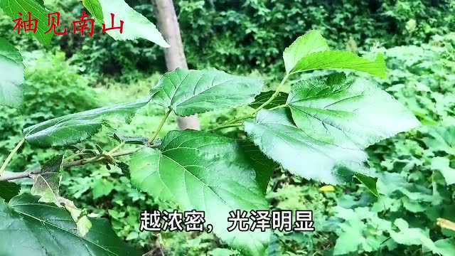 教你最简单的桑叶茶自制法,90岁爷爷每天都要喝,省钱实用