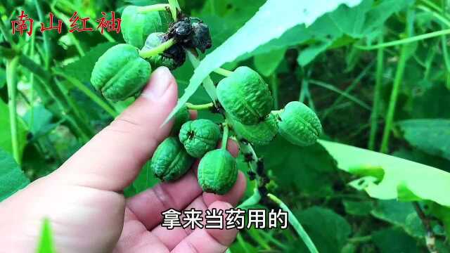 每天认识一种植物:蓖麻子,被称为“完美毒药”,涨知识了