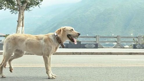 [图]国产版的“忠犬八公”，拍得如此感人，又那么的真实！