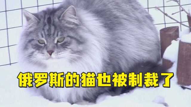 俄罗斯的猫被制裁