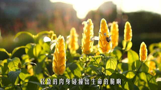 春天就是一场生命的接力