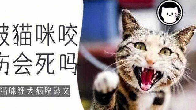 被猫挠,或者被猫咬了会不会得狂犬病