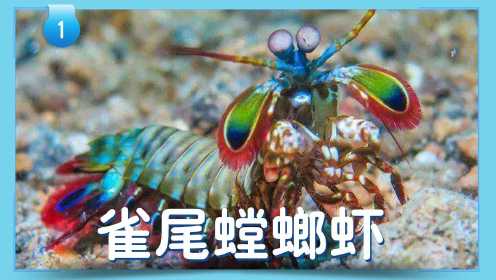 第01集 海底拳击手：雀尾螳螂虾