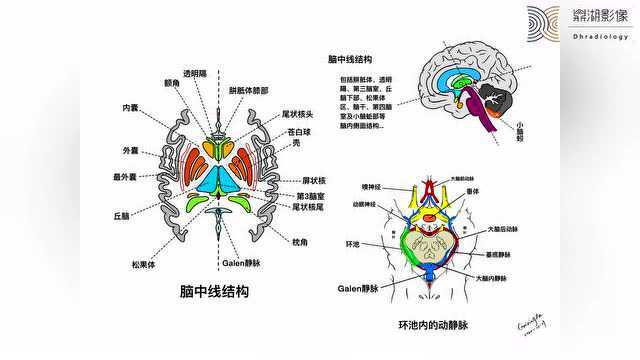 妙不可言!令人最期待的“手绘”神经解剖课程来啦!既美又实用~