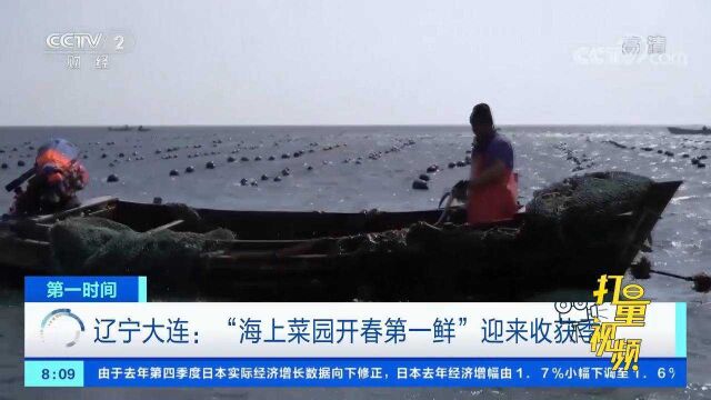 “海上菜园开春第一鲜”迎来收获季,捕捞船满载而归