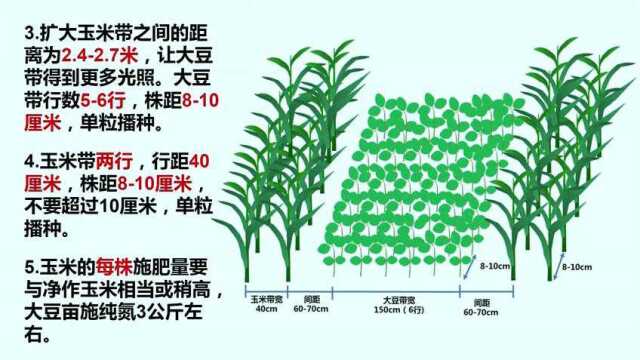 大豆玉米带状复合种植关键技术系列之三 无耐荫抗倒大豆品种的应对措施